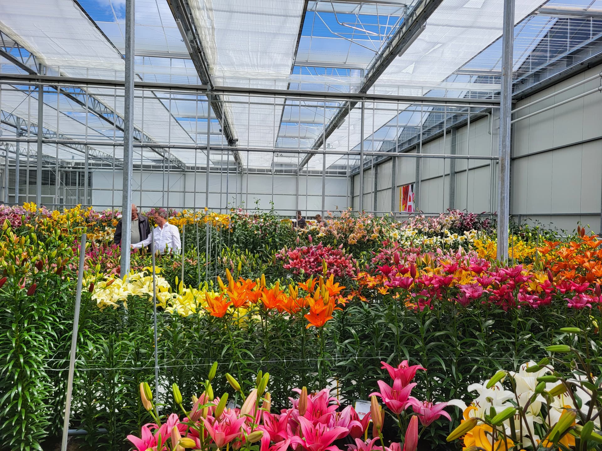 Unieke leliebollen Catalogus