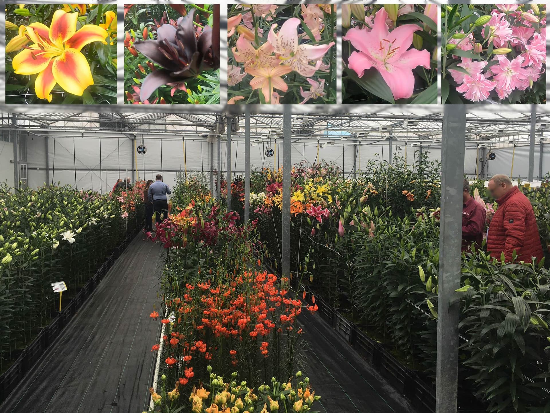 Dutch Lily Days 2022