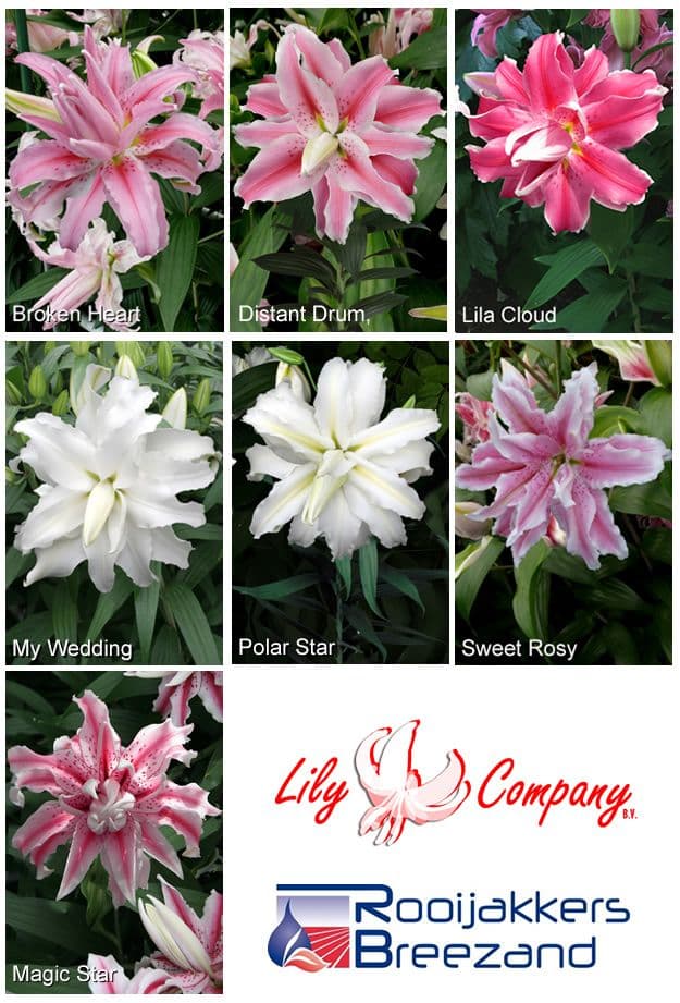 Overname huidige serie dubbele oriëntal lelies van Rooyakkers