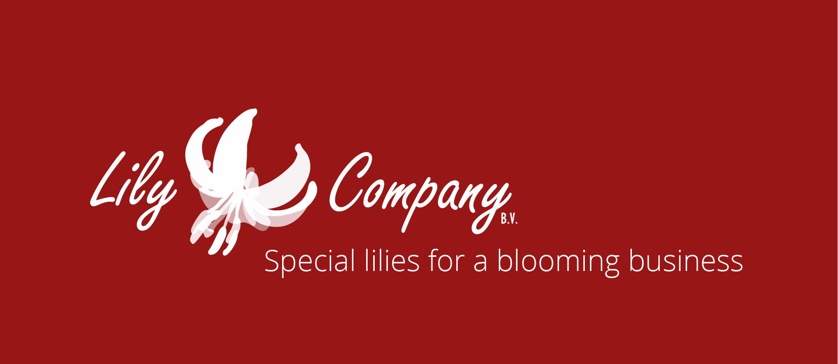 Over ons | Lily Company