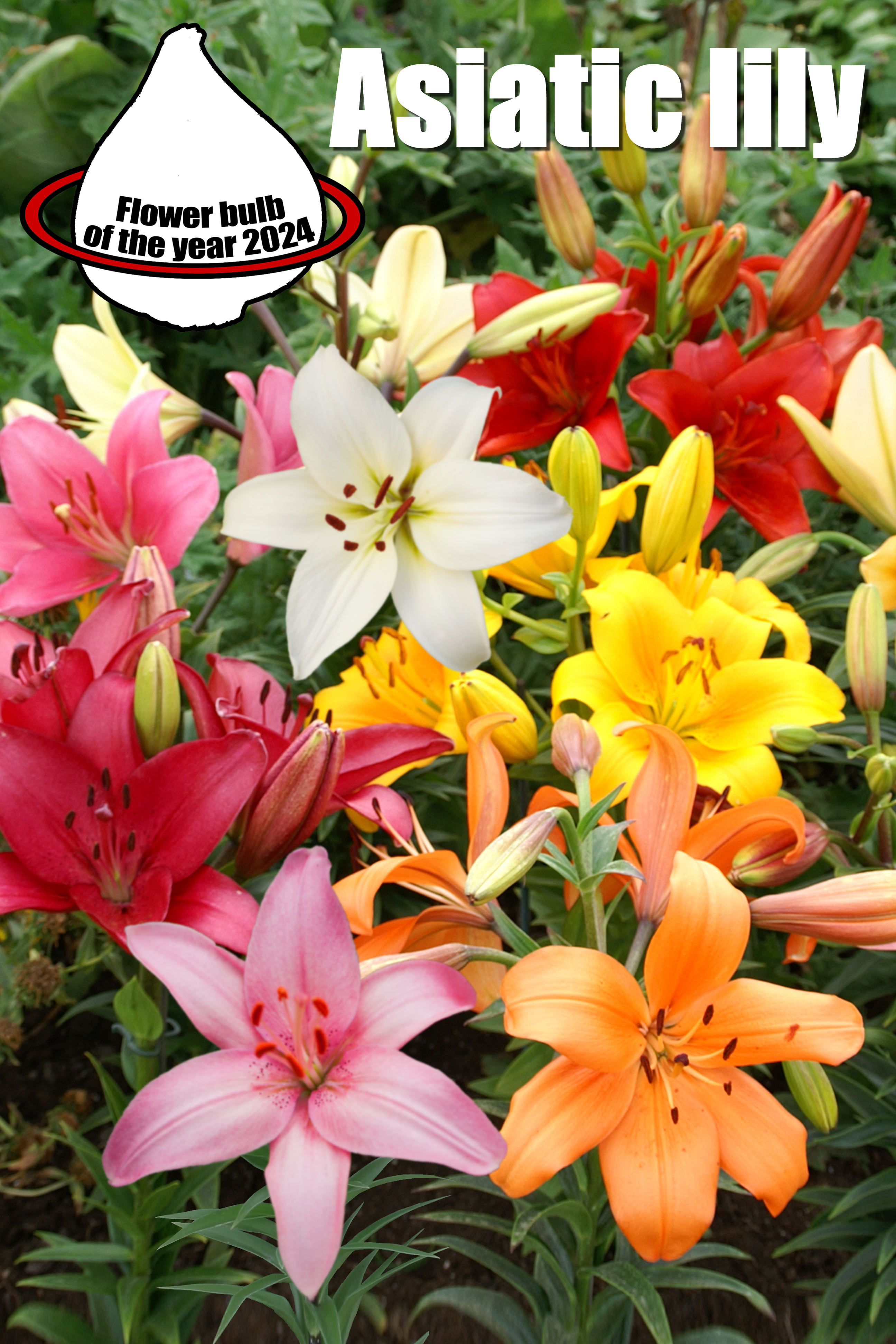 Asian Lily Summer Bulb Of The Year 2024   Asian Lily Summer Bulb Of The Year 2024 1397 