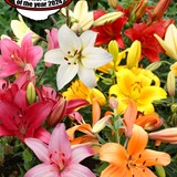 Asian Lily Summer Bulb of the Year 2024