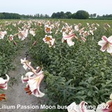 CO₂ fixation of lily cultivation