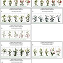Cultivation description lily - forcing 