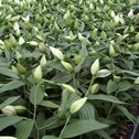 Cultivation description lily - forcing 
