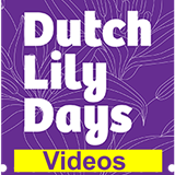 Dutch Lily Days videos