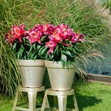 June ideal for planting lilies in pots