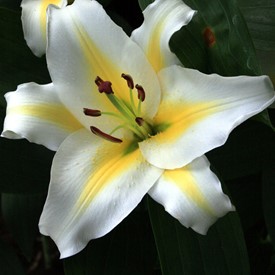 Lilium Adorea Dream