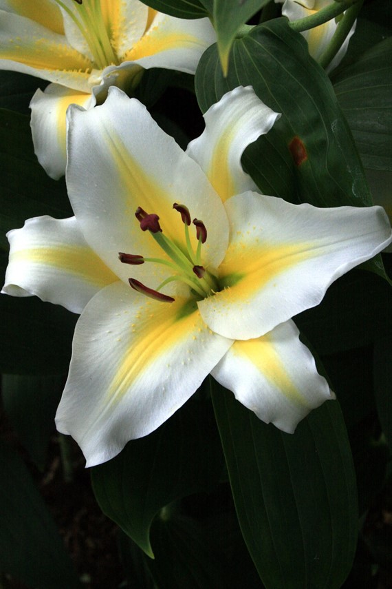 Lilium Adorea Dream