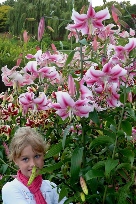 Lilium Anastasia