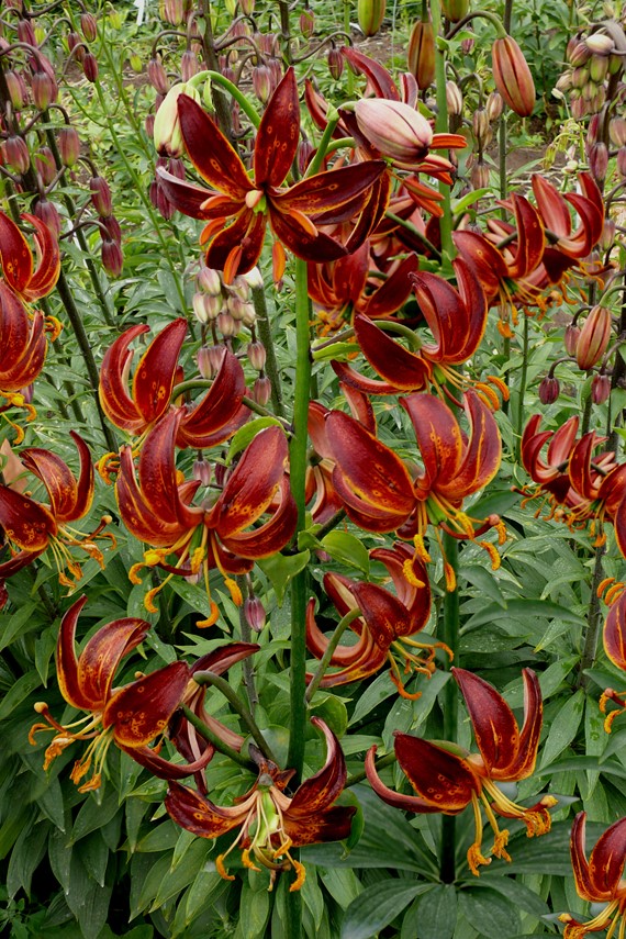 Lilium Arabian Knight