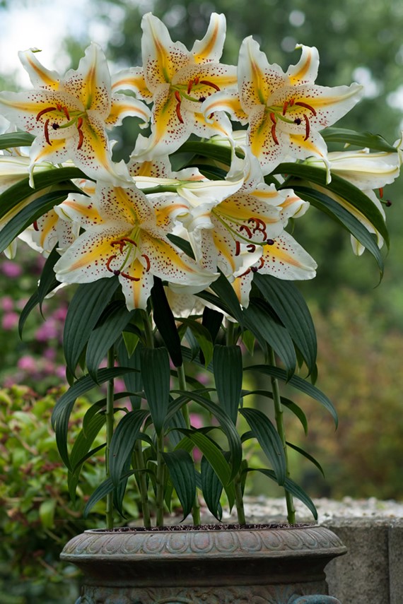 Lilium Auratum (Gold Band)