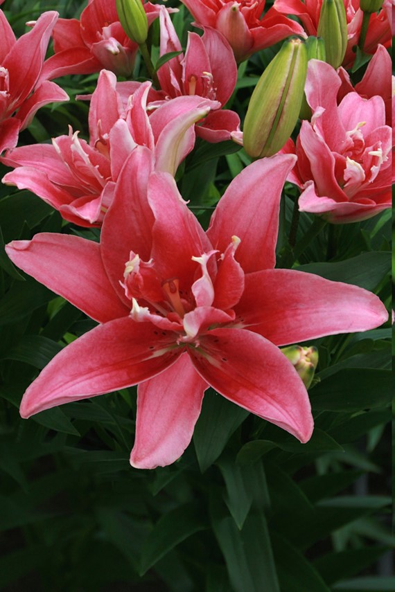 Lilium Double Lady