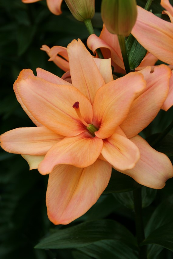 Lilium Falmarin