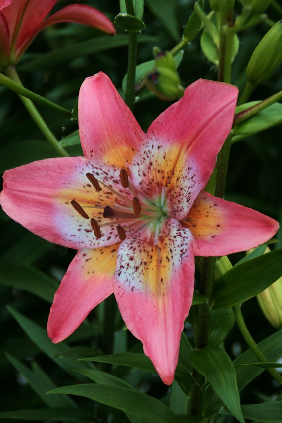 Lilium Fancy Dance