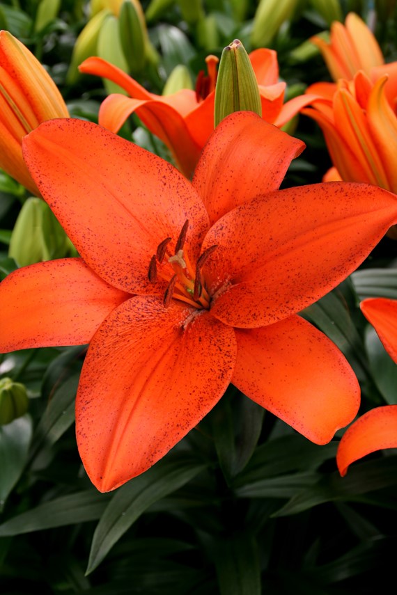 Lilium Foxley