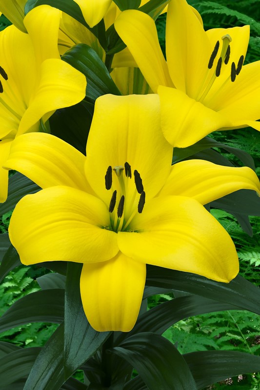 Lilium Fuenta