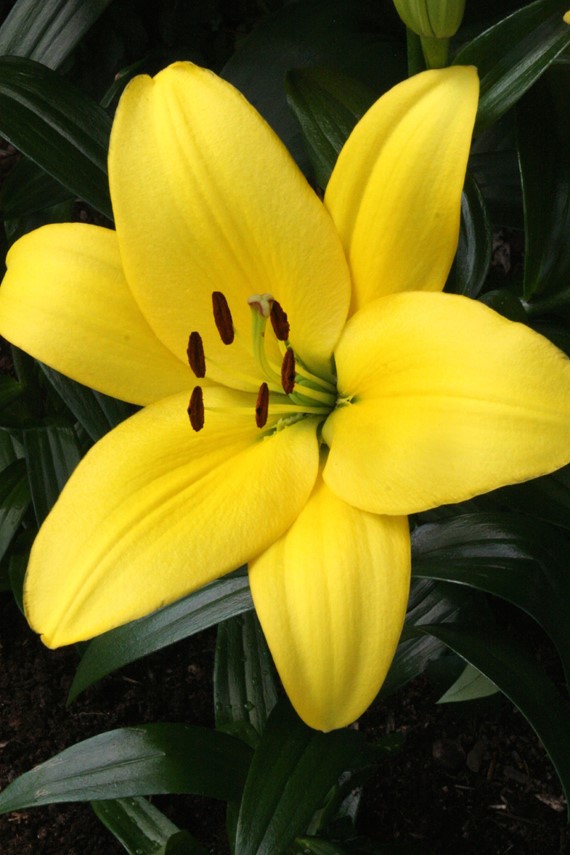 Lilium Fuenta