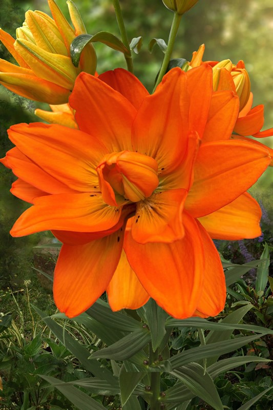 Lilium Hulk