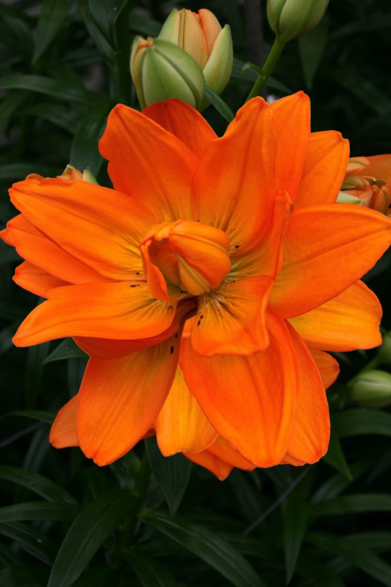 Lilium Hulk