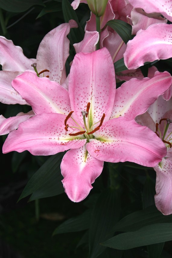 Lilium Josephine