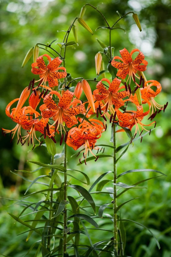 Lilium Lancifolium Splendens