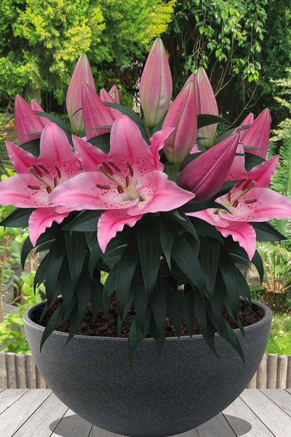 Lilium Little Ireland