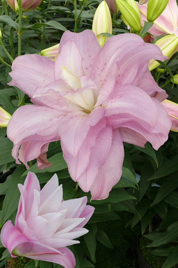 Lilium Lotus Spring