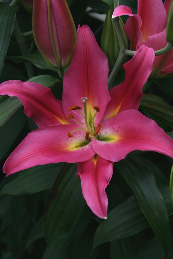 Lilium Mount Cook