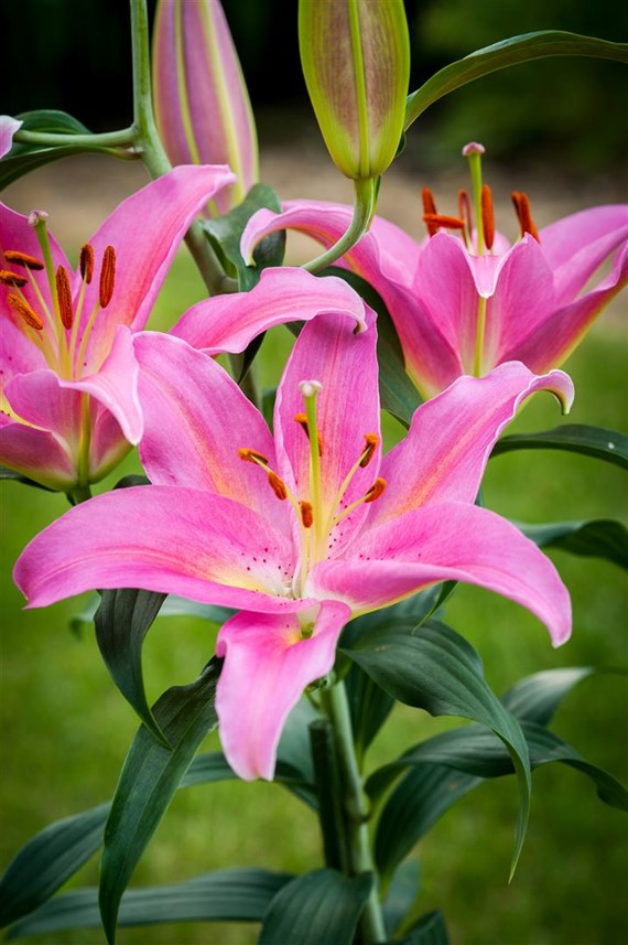 Lilium Mount Cook