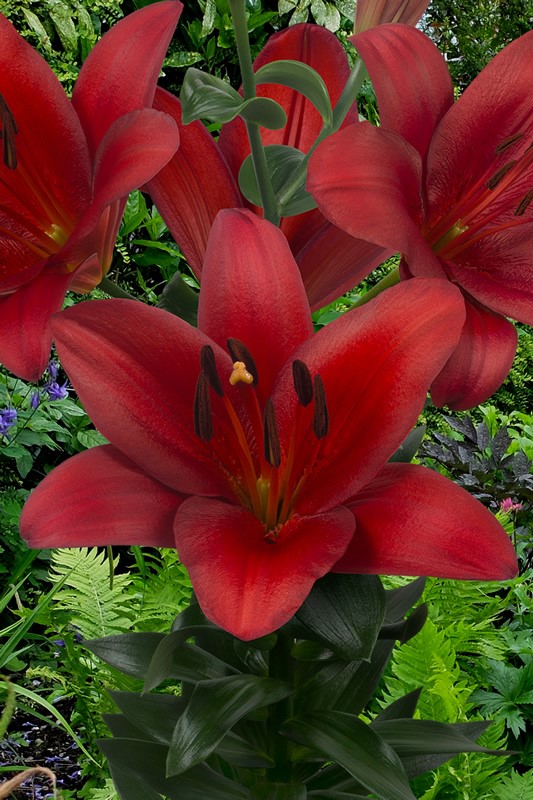 Lilium Orfeo
