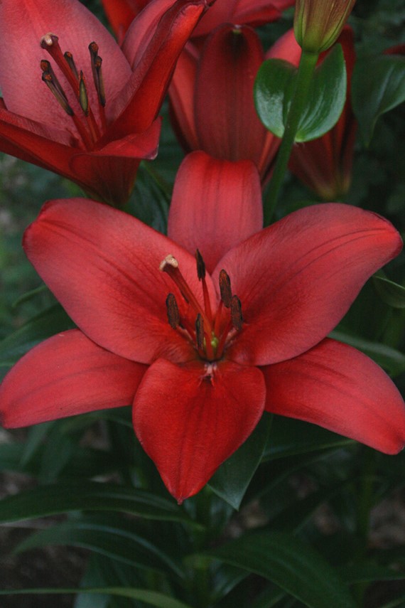 Lilium Orfeo