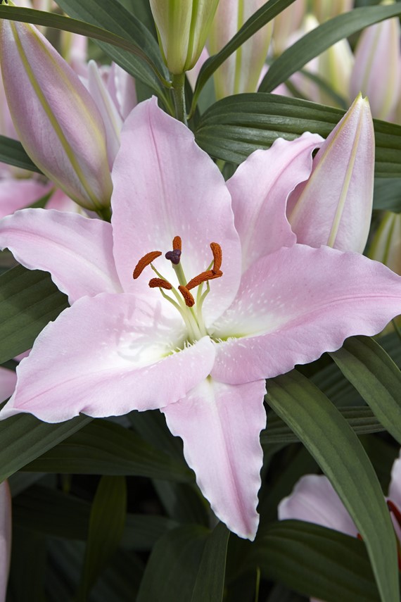 Lilium Peninsula
