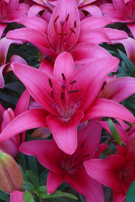 Lilium Pink County