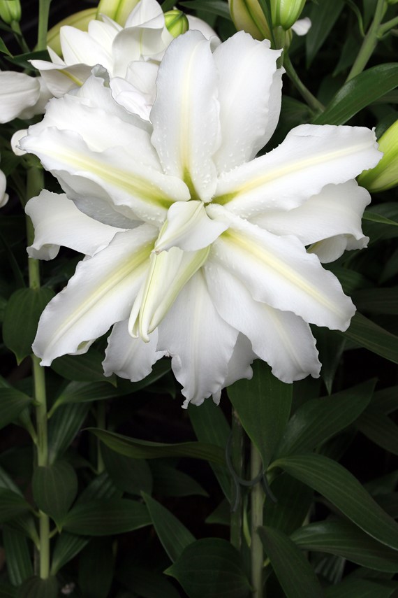 Lilium Polar Star