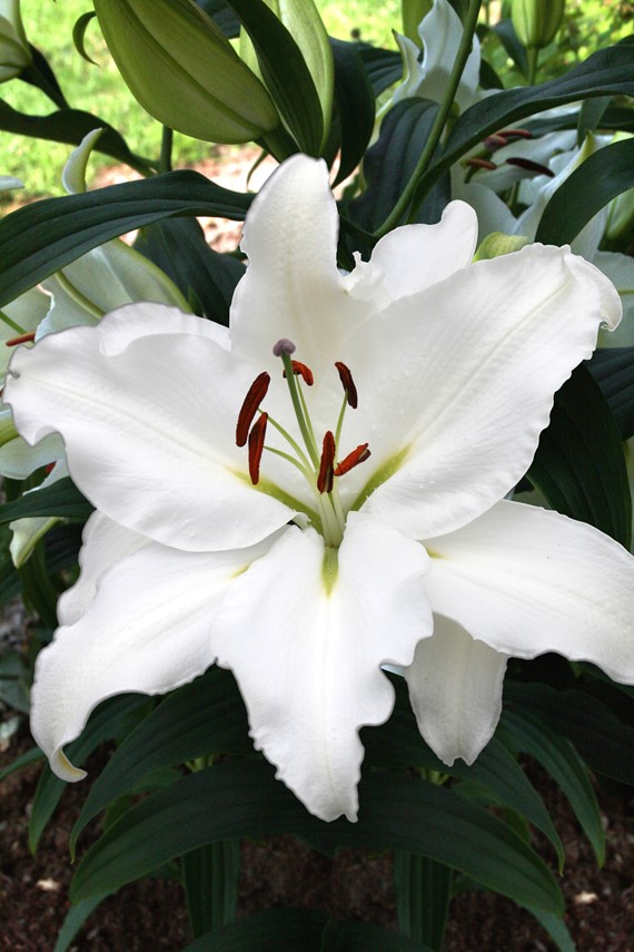 Lilium Puresse