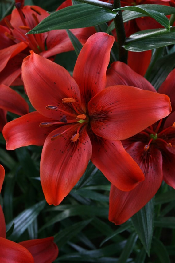 Lilium Red County