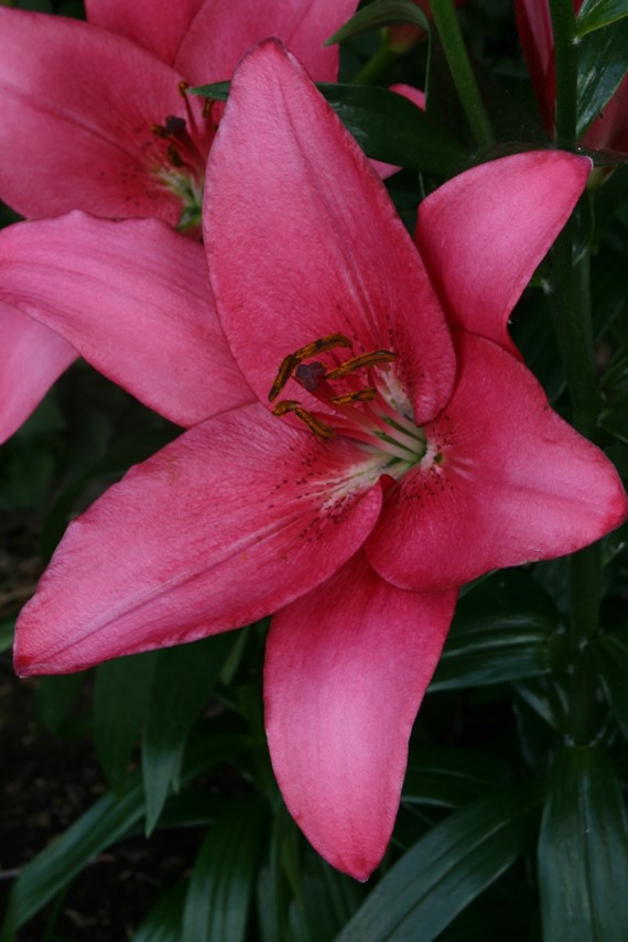 Lilium Sentosa