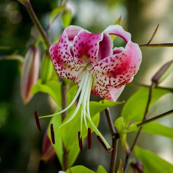 Lilium Speciosum Var Rubrum Uchida