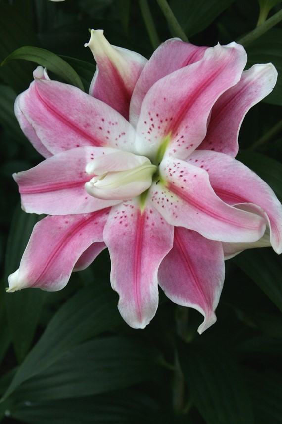 Lilium Sweet Rosy