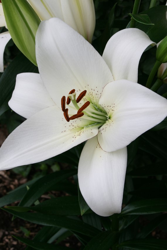 Lilium Volvic