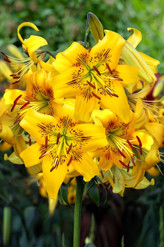 Lilium Yellow Bruse 