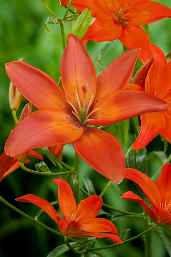 Lilium Mandarin Star