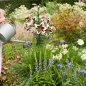 Planten en verzorgen van de tuinlelie
