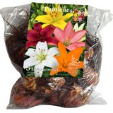 Promotional bags lily bulbs Reformed Church